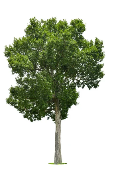 Árbol Verde Aislado Sobre Fondo Blanco Árboles Aislados Sobre Fondo —  Fotos de Stock