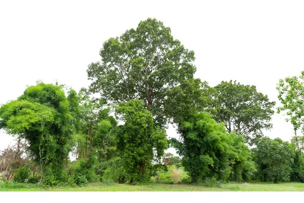 Вид Дерева Высокой Четкости Изолированного Белом Фоне Группа Дерева Изолированного — стоковое фото