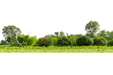 Beyaz zemin üzerinde izole edilmiş Yüksek çözünürlüklü ağaç hattı görüntüsü, beyaz arkaplan üzerinde izole edilmiş ağaç grubu.