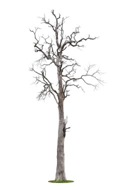 Beyaz arkaplanda izole edilmiş kırpma yolu olan ölü ağaç.