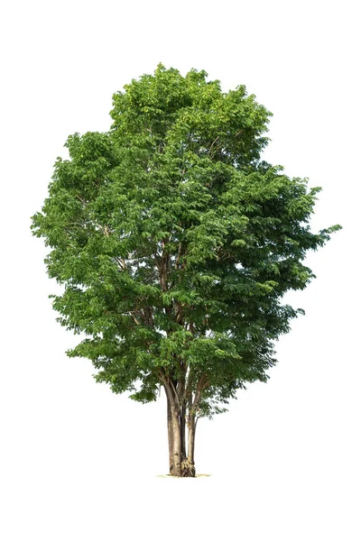 Albero Verde Isolato Sfondo Bianco Alberi Isolati Sfondo Bianco Alberi — Foto Stock