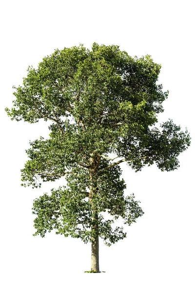 白い背景に緑の木 白い背景に隔離された木 デザイン 建築に使用される熱帯の木 — ストック写真