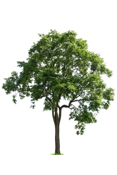 Geïsoleerde Groene Boom Witte Achtergrond Bomen Geïsoleerd Witte Achtergrond Tropische — Stockfoto