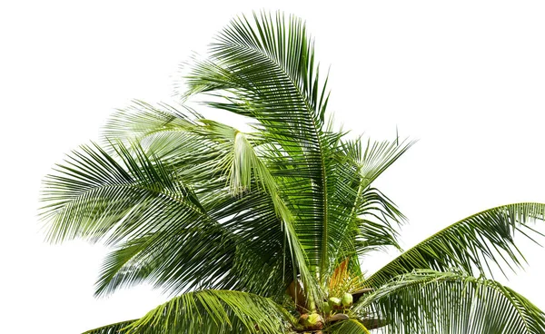 Leaves Coconut Tree Isolated White Background Clipping Path Included — Stock Photo, Image