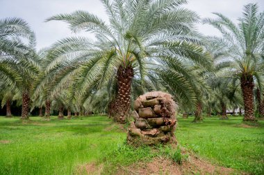 Hurma ağacının tomurcuğundan.