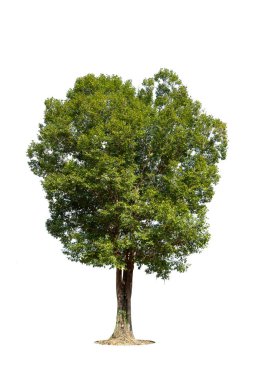 Beyaz arka planda izole ağaçlar, tasarımda, reklamcılıkta ve mimaride kullanılan tropikal ağaçlar.