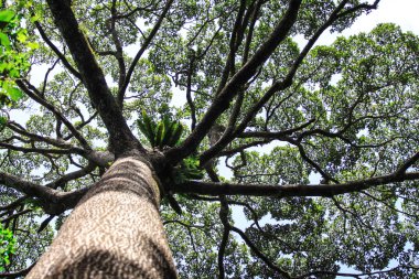 büyük ağaçlar tropikal