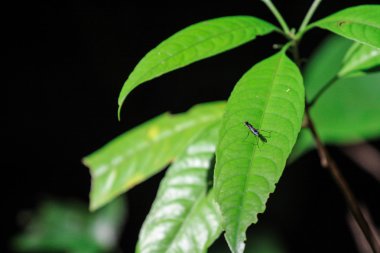 Asya tropik orman yatak görünümünü