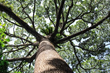 büyük ağaçlar tropikal