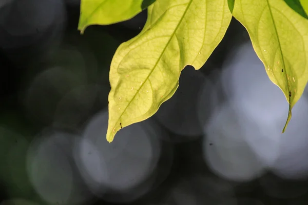 Silhouette view of green leaf — Stock Photo, Image