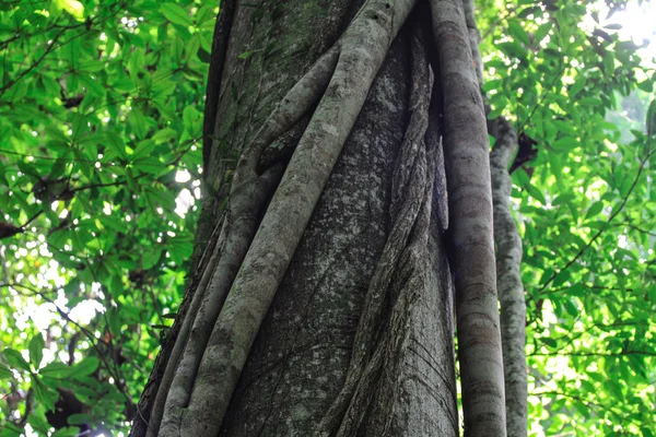 Grande albero nella foresta tropicale — Foto Stock