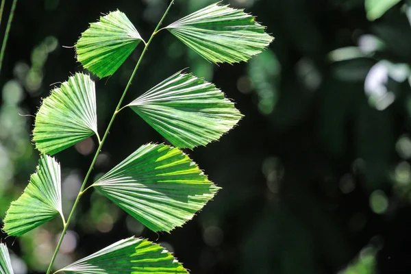 Natural habitat of tropical forest — Stock Photo, Image