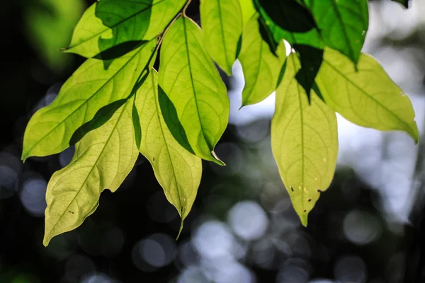 Silhouette view of green leaf — Stock Photo, Image