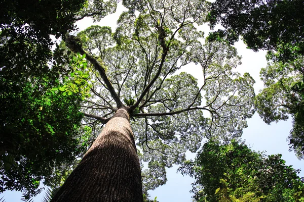 Tropical big trees — Stock Photo, Image