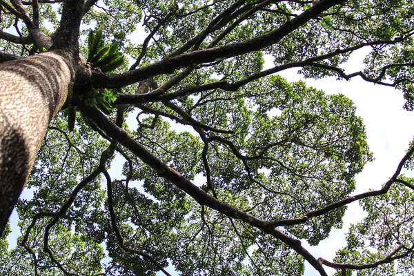 Árvores grandes tropicais — Fotografia de Stock