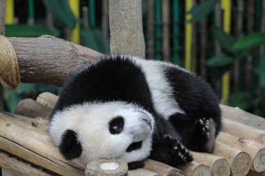 Hayvanat Bahçesi negara panda dinlenme