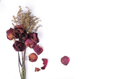 Kırmızı kurutulmuş gül yakın çekim