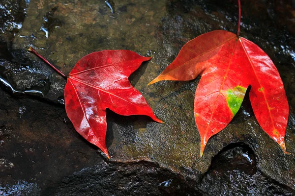 akçaağaç yaprakları