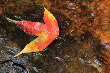 akçaağaç yaprakları
