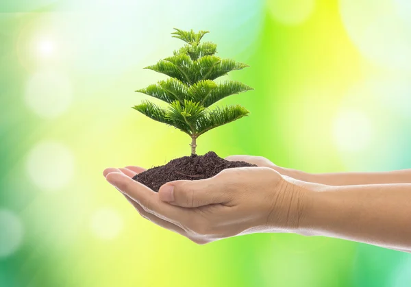 Memegang pohon-pohon besar Pertumbuhan — Stok Foto