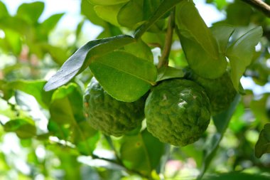 Bergamot ağacı üzerine yeşil yapraklı arka plan.