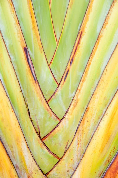 棕榈模式树 — 图库照片
