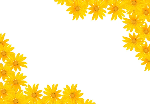 Pequenas flores amarelas em branco — Fotografia de Stock
