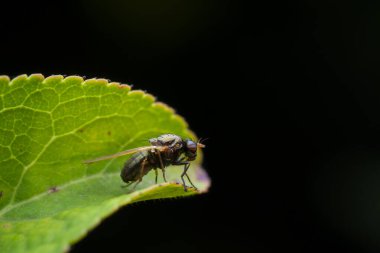 Brachycera ailesinden bir sineğin makro çekimi
