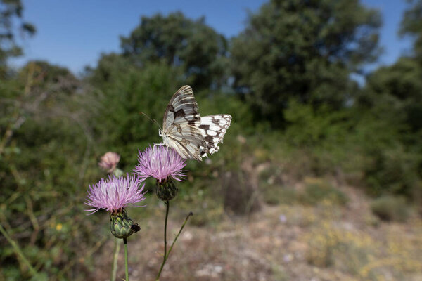 A black and white butterfly feeds on nectar on a thistle. Melanargia Lachesis
