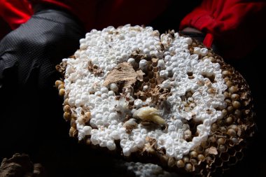 Bir haşere kontrol teknisyeni, Galiçya 'nın Meis kentinde yapım aşamasındaki bir evden Asya arı kovanını (Vespa velutina) alır..