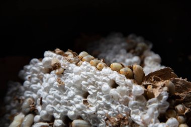 Bir haşere kontrol teknisyeni, Galiçya 'nın Meis kentinde yapım aşamasındaki bir evden Asya arı kovanını (Vespa velutina) alır..