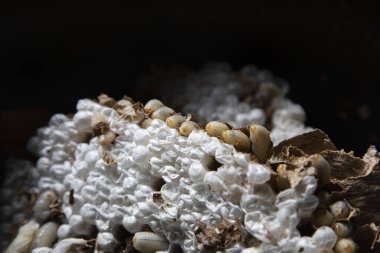 Bir haşere kontrol teknisyeni, Galiçya 'nın Meis kentinde yapım aşamasındaki bir evden Asya arı kovanını (Vespa velutina) alır..