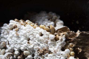 Bir haşere kontrol teknisyeni, Galiçya 'nın Meis kentinde yapım aşamasındaki bir evden Asya arı kovanını (Vespa velutina) alır..