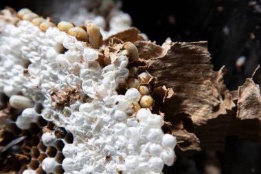 Bir haşere kontrol teknisyeni, Galiçya 'nın Meis kentinde yapım aşamasındaki bir evden Asya arı kovanını (Vespa velutina) alır..
