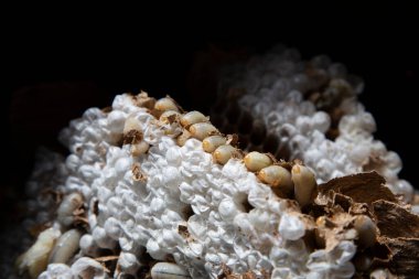 Bir haşere kontrol teknisyeni, Galiçya 'nın Meis kentinde yapım aşamasındaki bir evden Asya arı kovanını (Vespa velutina) alır..