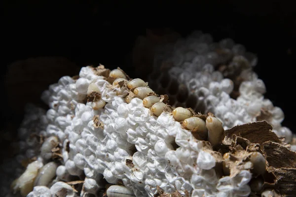 Bir haşere kontrol teknisyeni, Galiçya 'nın Meis kentinde yapım aşamasındaki bir evden Asya arı kovanını (Vespa velutina) alır..