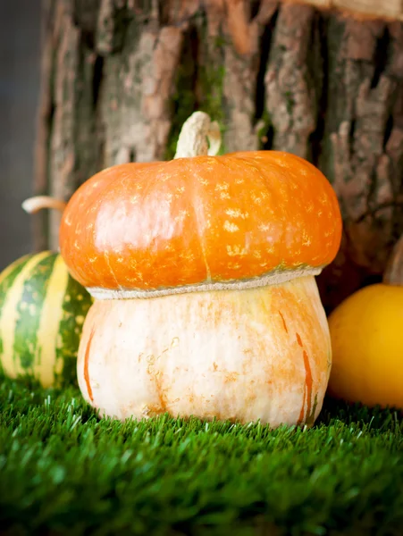 Small decorative  pumpkin — Stock Photo, Image