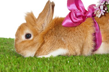 Evde beslenen hayvan kahverengi tavşan arkadaki, pembe fiyonklu yeşil izole 