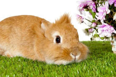 Evde beslenen hayvan kahverengi tavşan sepet üzerinde izole bahar çiçekleri ile yakın 