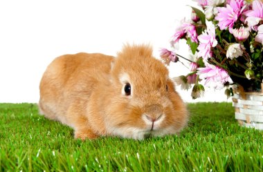 Evde beslenen hayvan kahverengi tavşan sepet üzerinde izole bahar çiçekleri ile yakın 