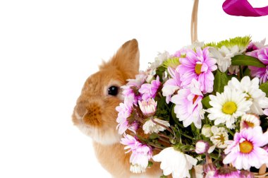 Beyaz arka plan/Postcar izole bahar çiçekli sepet