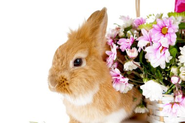 Bahar çiçekleri, izole o sepetle yakın evde beslenen hayvan kahverengi tavşan