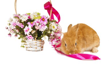 Bahar çiçekleri, izole o sepetle yakın evde beslenen hayvan kahverengi tavşan