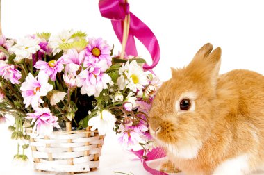 Bahar çiçekleri, izole o sepetle yakın evde beslenen hayvan kahverengi tavşan