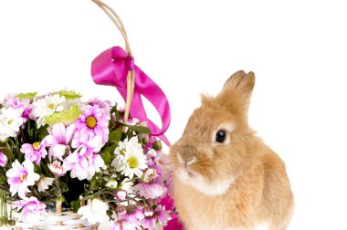 Bahar çiçekleri, izole o sepetle yakın evde beslenen hayvan kahverengi tavşan