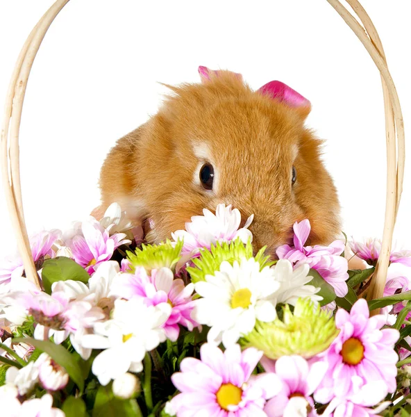 Brun kanin nära korgen med vårblommor, isolerad på — Stockfoto