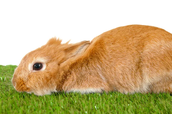 PET Brown Rabbit isolerad på grönt gräs/vykort . — Stockfoto