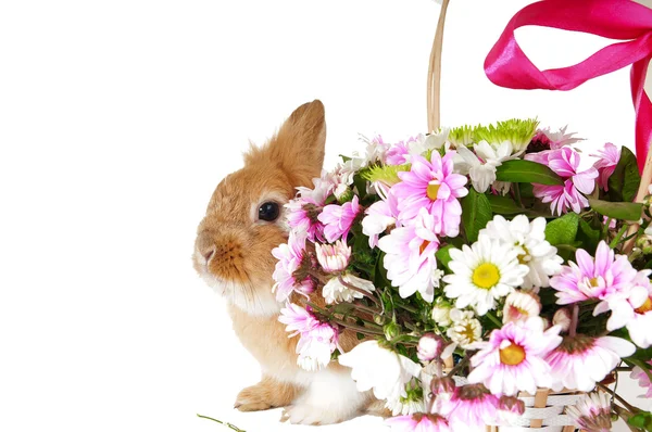 Собачий коричневий кролик біля кошика з весняними квітами, ізольований о — стокове фото