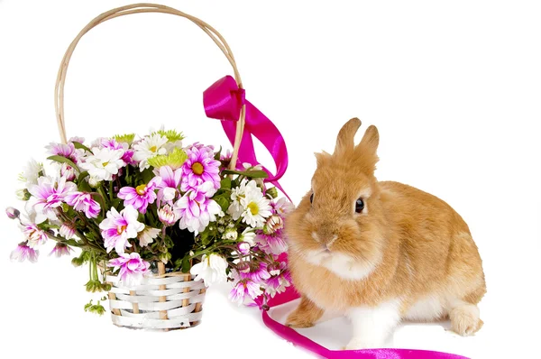 Brun kanin nära korgen med vårblommor, isolerad o — Stockfoto