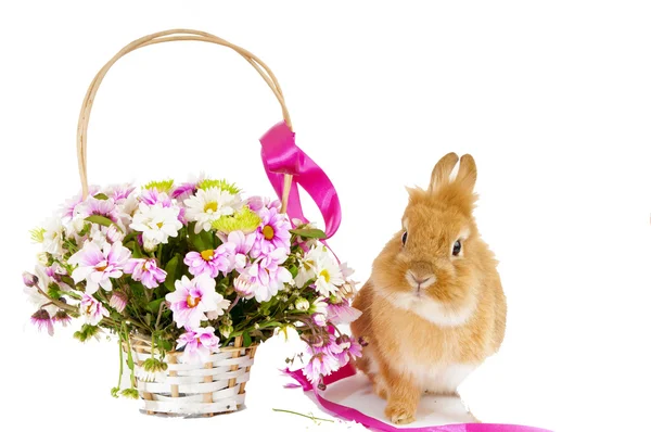 Собачий коричневий кролик біля кошика з весняними квітами, ізольований о — стокове фото
